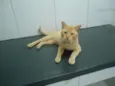 Apolo