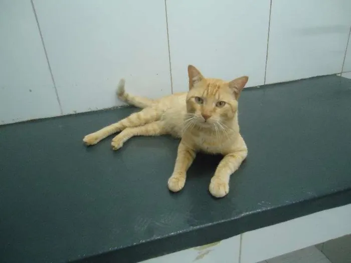 Gato raça Sem Raça Definida idade 1 ano nome Apolo