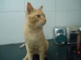 Apolo