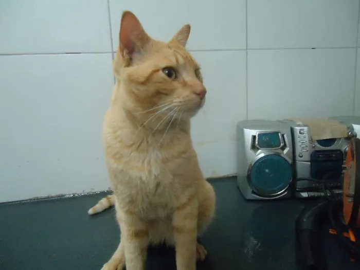 Gato raça Sem Raça Definida idade 1 ano nome Apolo
