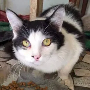 Gato raça SRD idade 1 ano nome Binho