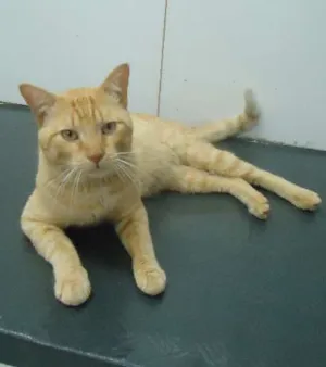 Gato raça Sem Raça Definida idade 1 ano nome Apolo