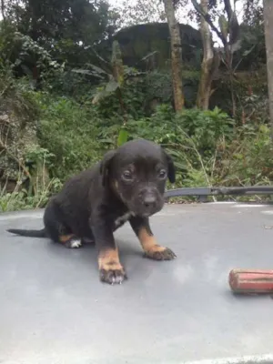 Cachorro raça ? idade 2 a 6 meses nome BIDÚ