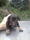 BIDÚ