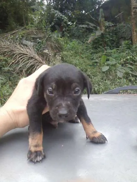 Cachorro ra a ? idade 2 a 6 meses nome BIDÚ