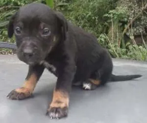 Cachorro raça ? idade 2 a 6 meses nome BIDÚ