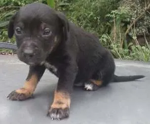 Cachorro ra a ? idade 2 a 6 meses nome BIDÚ