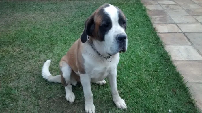 Cachorro raça Sao Bernardo idade 4 anos nome Hannah