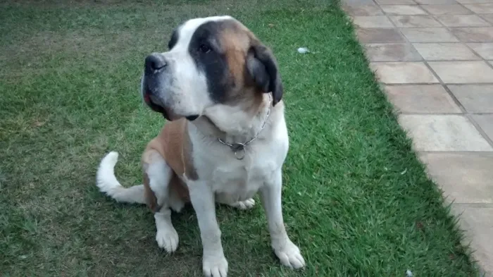 Cachorro raça Sao Bernardo idade 4 anos nome Hannah