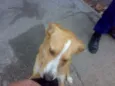 AMARELINHO