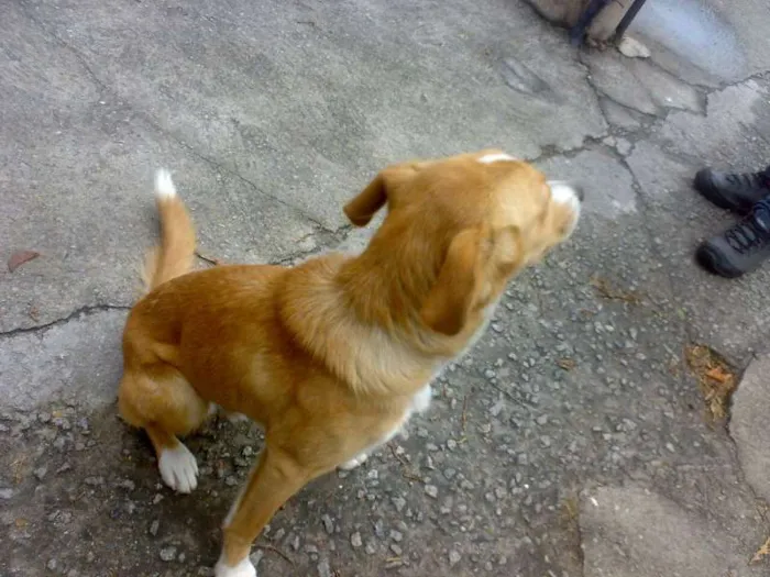 Cachorro ra a SRD idade 2 a 6 meses nome AMARELINHO