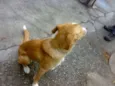 AMARELINHO