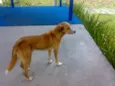 AMARELINHO