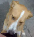 AMARELINHO