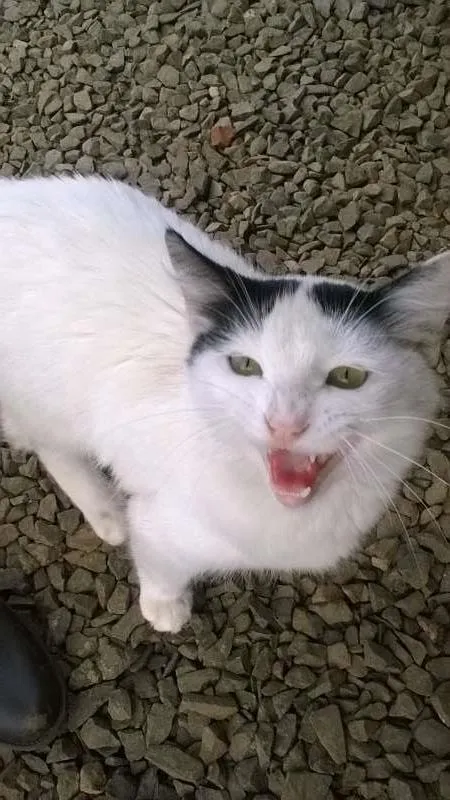Gato ra a vira lata idade 7 a 11 meses nome NICO