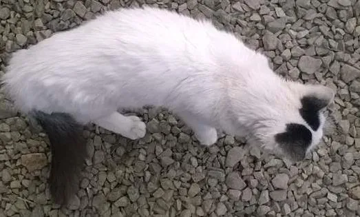 Gato ra a vira lata idade 7 a 11 meses nome NICO