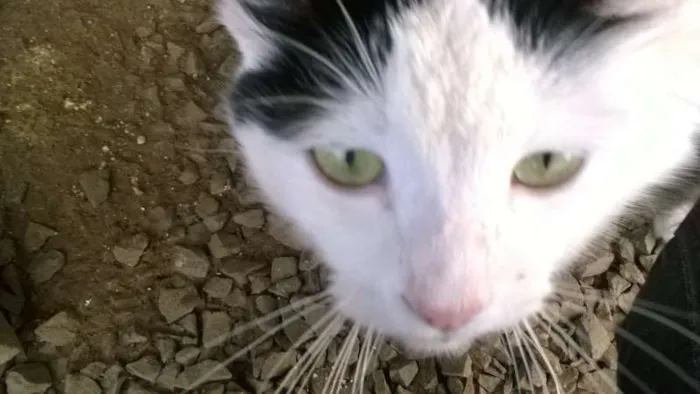 Gato ra a vira lata idade 7 a 11 meses nome NICO