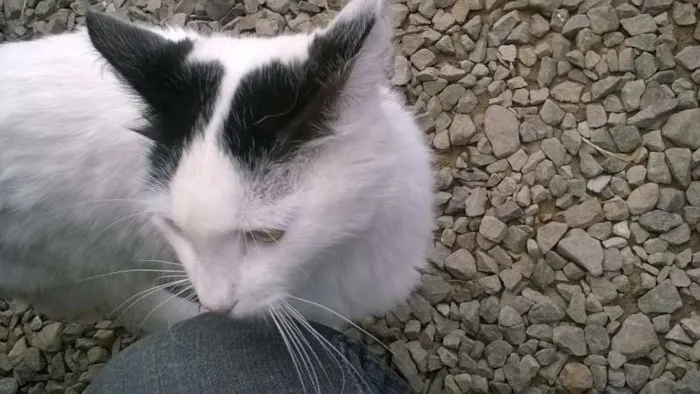 Gato ra a vira lata idade 7 a 11 meses nome NICO