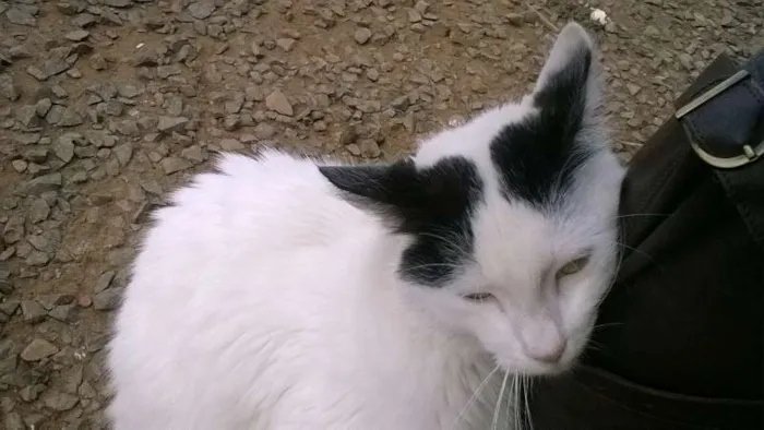 Gato ra a vira lata idade 7 a 11 meses nome NICO