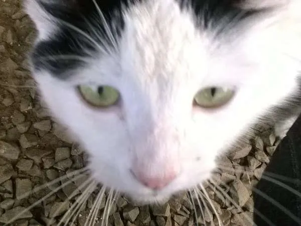 Gato ra a vira lata idade 7 a 11 meses nome NICO