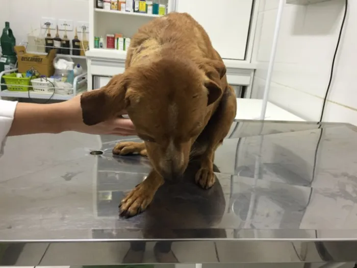 Cachorro raça Viralata idade 7 a 11 meses nome Tobias