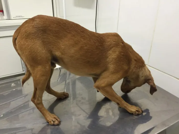 Cachorro raça Viralata idade 7 a 11 meses nome Tobias