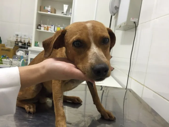 Cachorro raça Viralata idade 7 a 11 meses nome Tobias