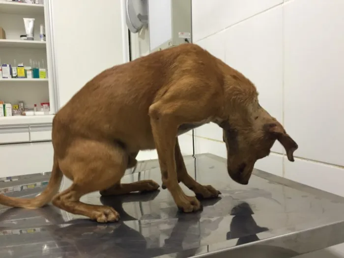 Cachorro raça Viralata idade 7 a 11 meses nome Tobias