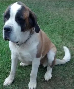 Cachorro raça Sao Bernardo idade 4 anos nome Hannah