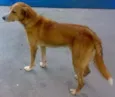 AMARELINHO