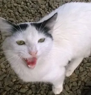 Gato raça vira lata idade 7 a 11 meses nome NICO