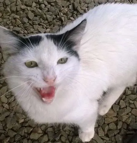 Gato ra a vira lata idade 7 a 11 meses nome NICO