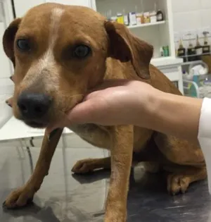 Cachorro raça Viralata idade 7 a 11 meses nome Tobias