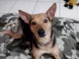 Pepê