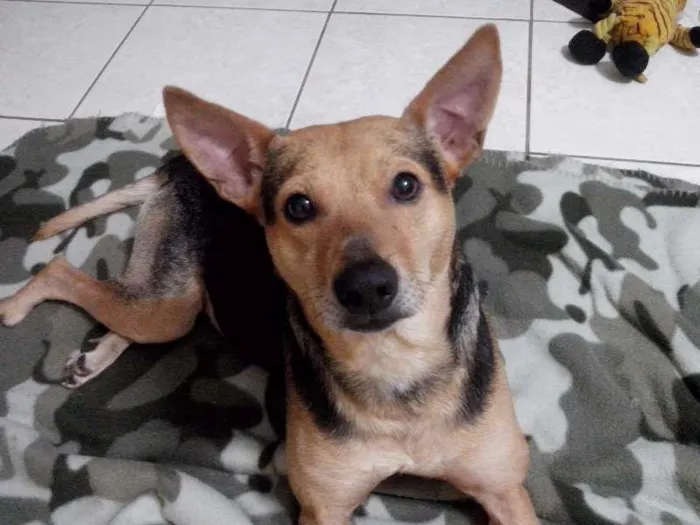 Cachorro ra a SRD idade 6 ou mais anos nome Pepê