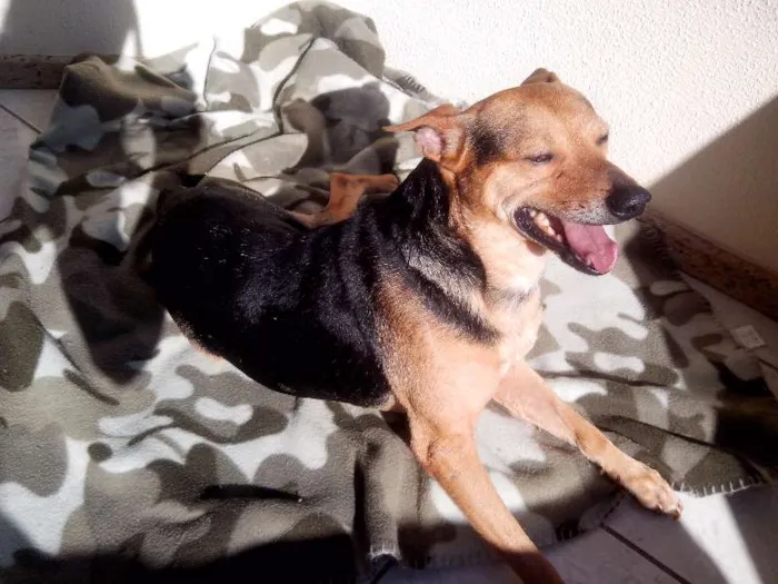 Cachorro ra a SRD idade 6 ou mais anos nome Pepê