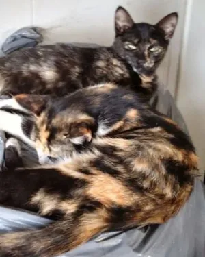Gato raça SRD idade 2 a 6 meses nome Pretinha e Pintadinha