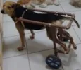 Pepê