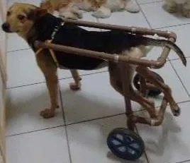 Cachorro ra a SRD idade 6 ou mais anos nome Pepê