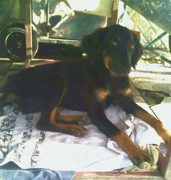 Cachorro raça NÃO SEI idade 1 ano nome NÃO SEI