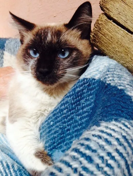 Gato ra a SRD idade 7 a 11 meses nome Romeu