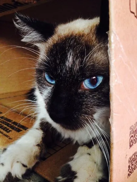 Gato ra a SRD idade 7 a 11 meses nome Romeu