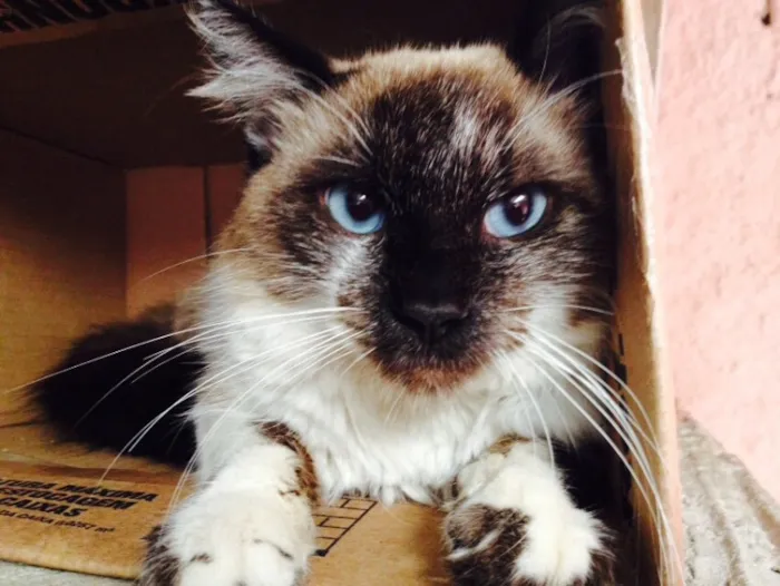 Gato ra a SRD idade 7 a 11 meses nome Romeu