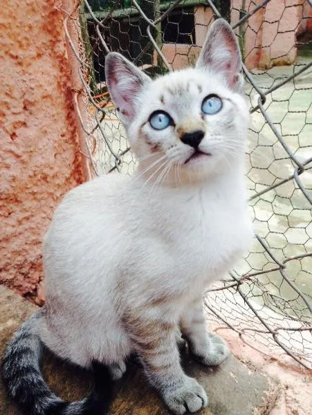 Gato ra a SRD idade  nome Tiger ,Sherikan,Klaus