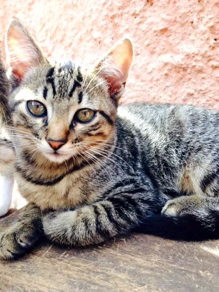 Gato ra a SRD idade  nome Tiger ,Sherikan,Klaus