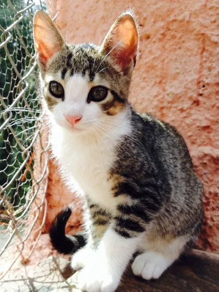 Gato ra a SRD idade  nome Tiger ,Sherikan,Klaus