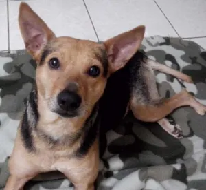 Cachorro raça SRD idade 6 ou mais anos nome Pepê