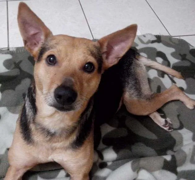 Cachorro ra a SRD idade 6 ou mais anos nome Pepê