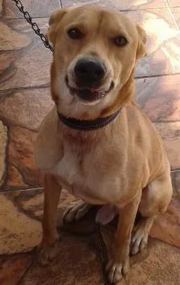 Cachorro raça VIRA LATA  idade 3 anos nome leo