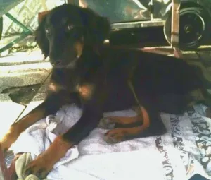 Cachorro raça NÃO SEI idade 1 ano nome NÃO SEI